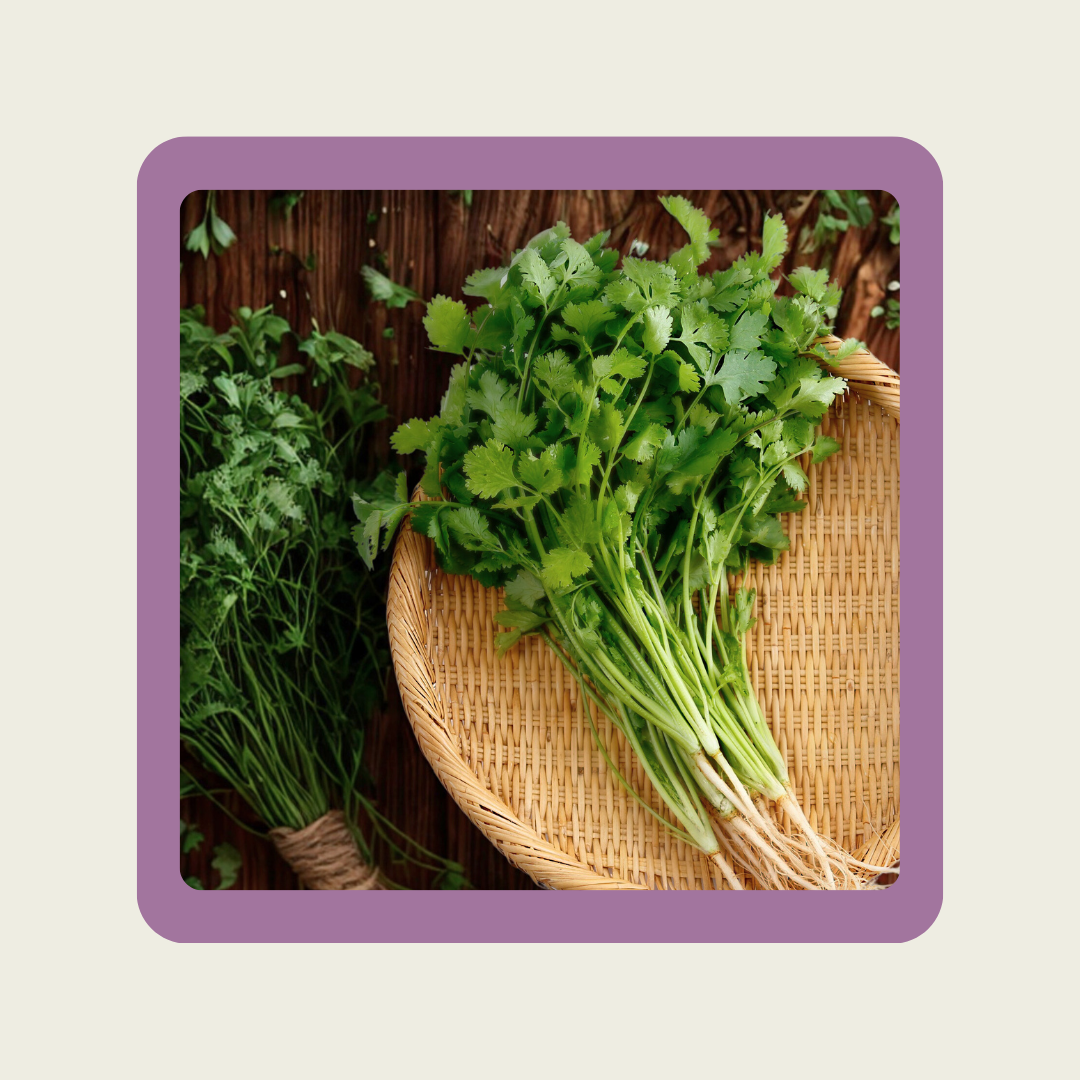 Cilantro