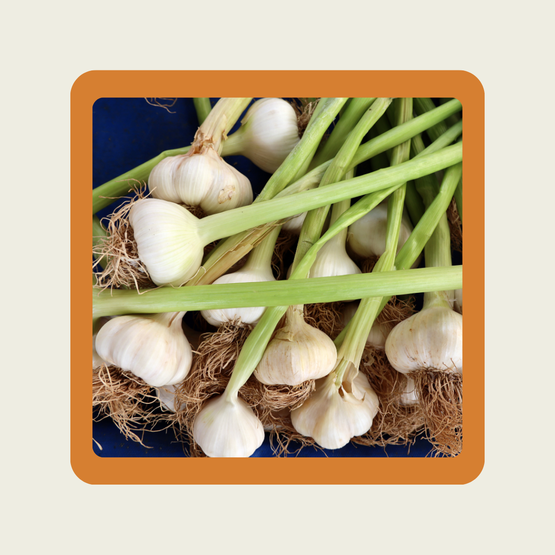 Garlic