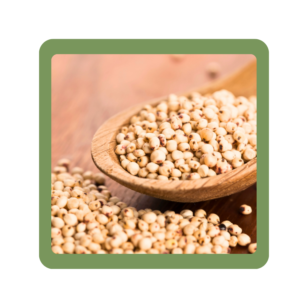 Sorghum